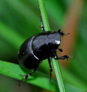 Acrossus-depressus-03-fws