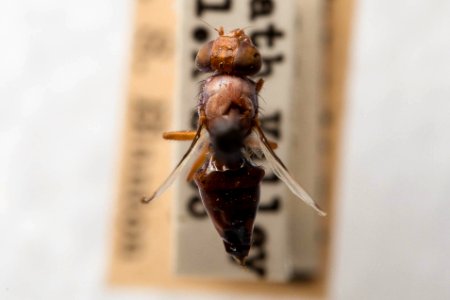 Acrosticta compta, dorsal