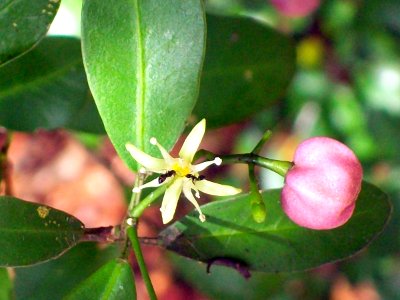 Acronychia laevis flower & fruit