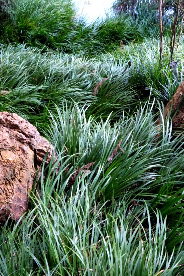 Acorus gramineus - San Francisco Botanical Garden - DSC00064