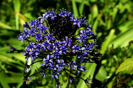 Bloom public record flower