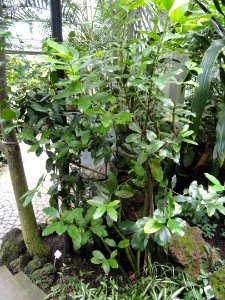 Acokanthera oblongifolia - Palmengarten Frankfurt - DSC01796