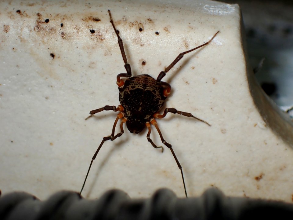 Acromares vittatum 105361025