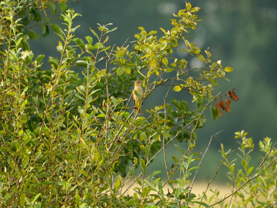 Acrocephalus sp, SPA Mueggelspree 1