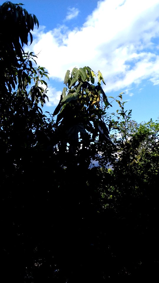Acropogon jaffrei