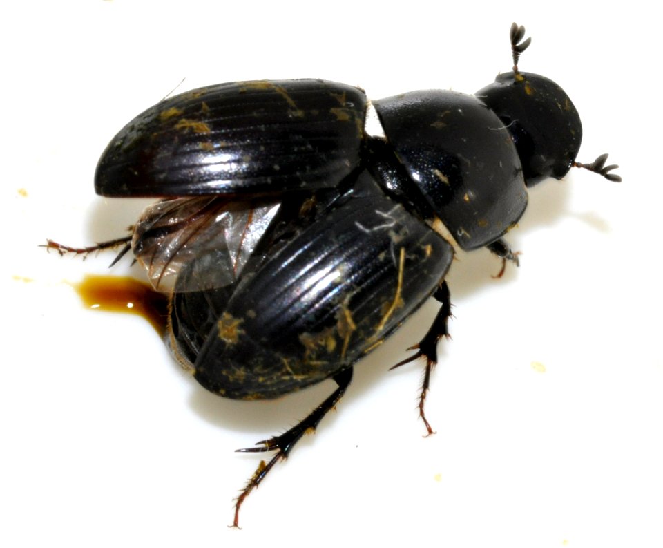 Acrossus-depressus-13-fws