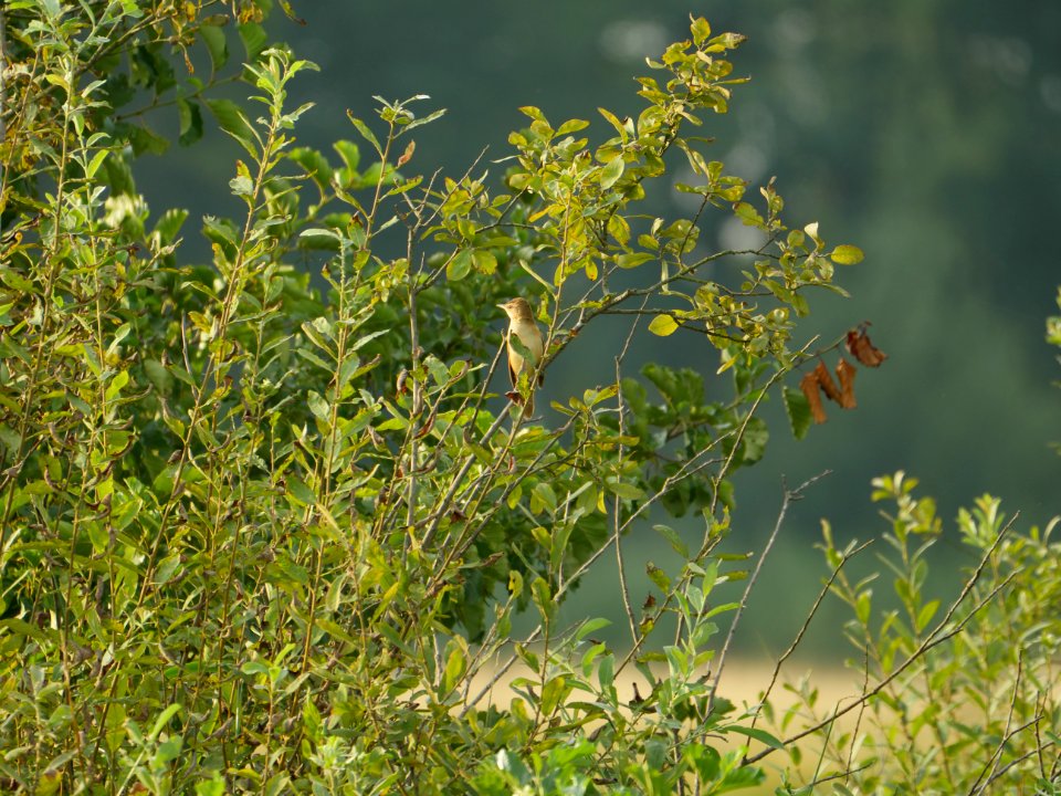 Acrocephalus sp, SPA Mueggelspree 2