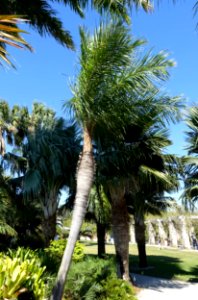Acrocomia crispa - Naples Botanical Garden - Naples, Florida - DSC00010