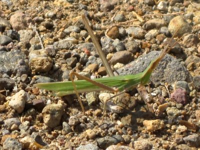 Acrida ungarica (Snouted Grasshopper), Skala Kalloni, Lesbos, Greece
