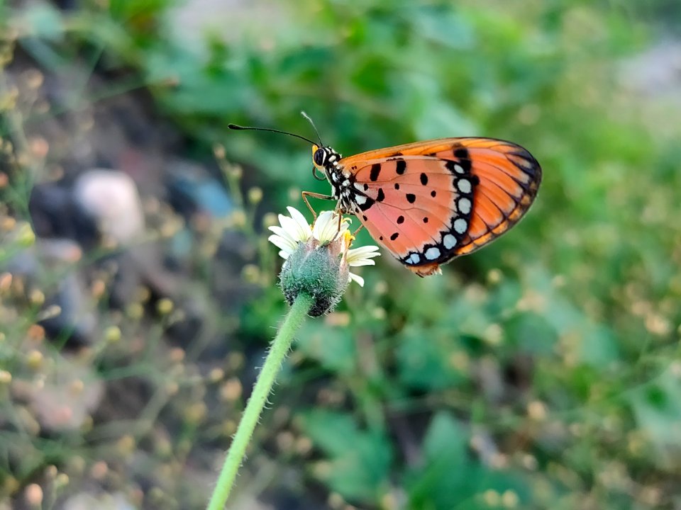 Acraea terpsicore, the tawny coster Butterfly 2