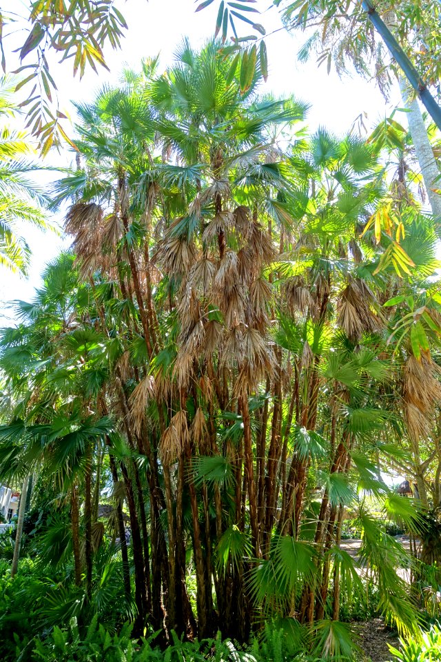 Acoelorrhaphe wrightii - Marie Selby Botanical Gardens - Sarasota, Florida - DSC01438