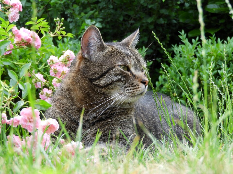 Pet domestic cat summer