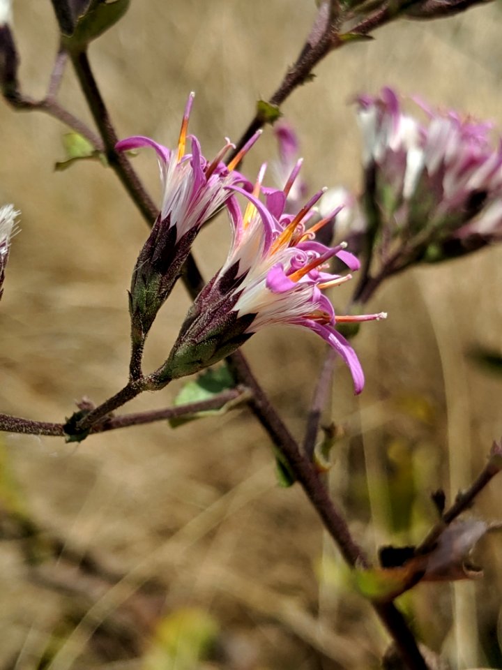 Acourtia microcephala 46138263