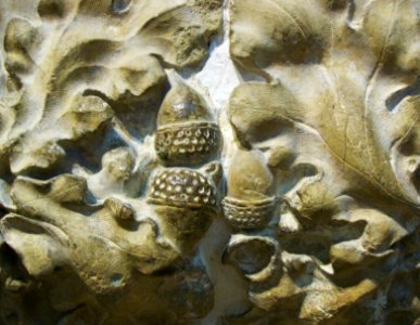 Acorns and oak leaves, Lincoln