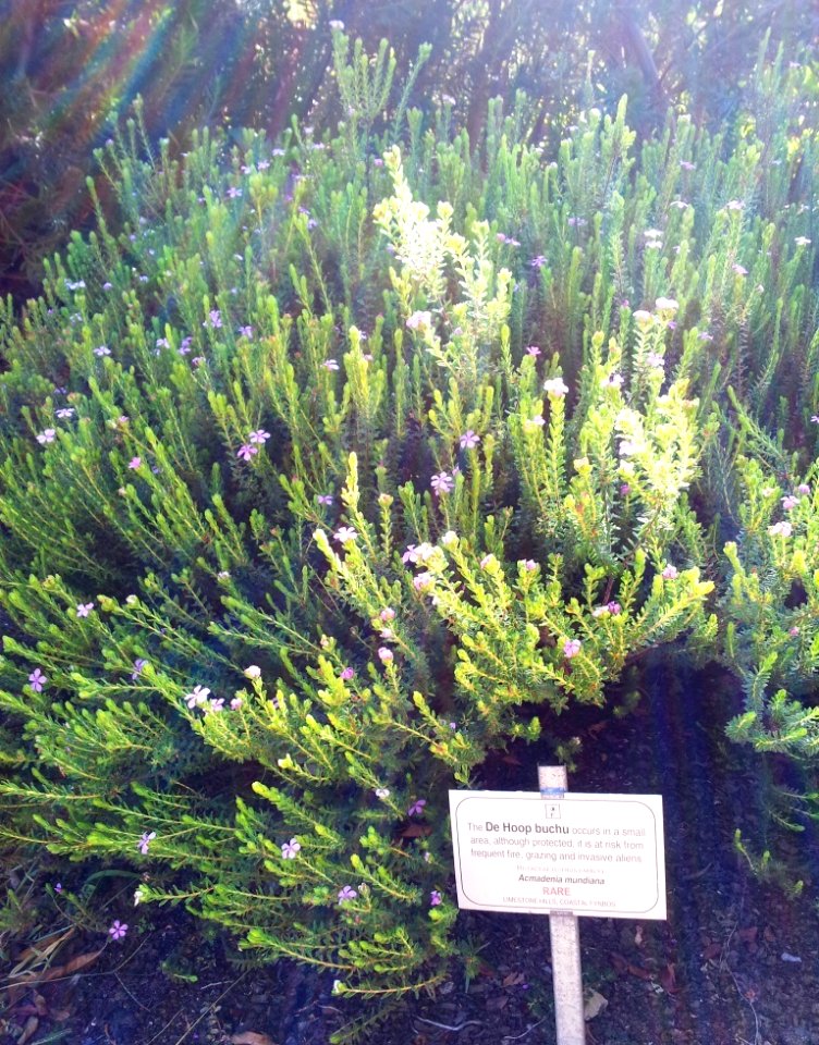 Acmadenia mundiana - De Hoop Buchu - rare Limestone coastal fynbos plant - South Africa 6