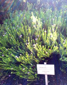 Acmadenia mundiana - De Hoop Buchu - rare Limestone coastal fynbos plant - South Africa 6