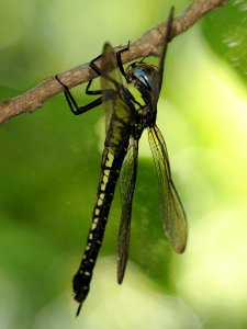 Aeschnophlebia anisoptera(Female,Japan,2018.08.26,b)