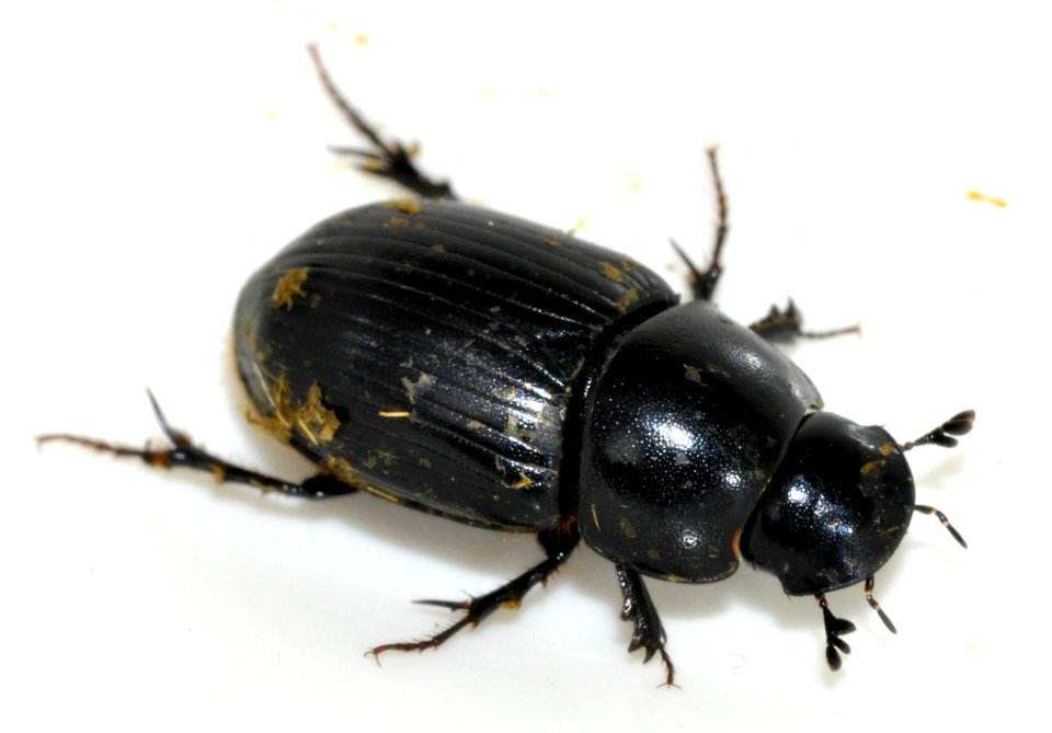Acrossus-depressus-15-fws