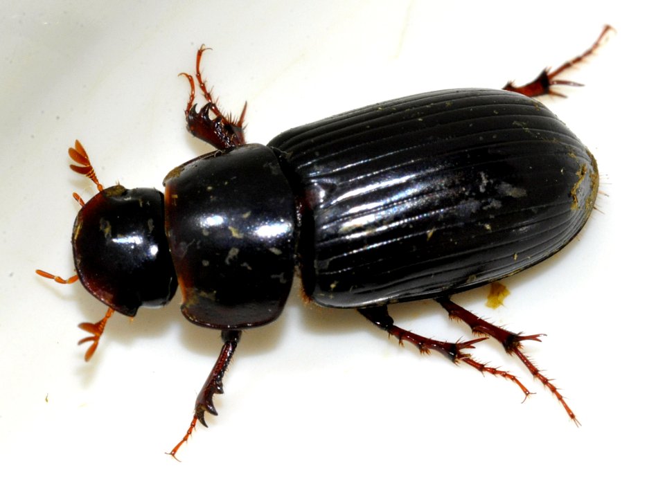 Acrossus-rufipes-07-fws