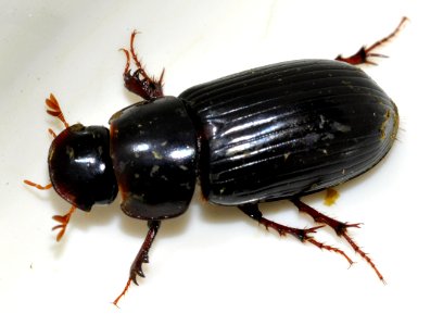 Acrossus-rufipes-07-fws