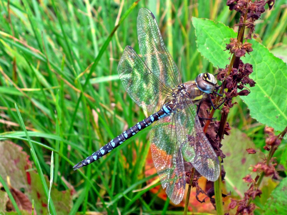 Aeshna mixta (Migrant Hawker), Arnhem, the Netherlands