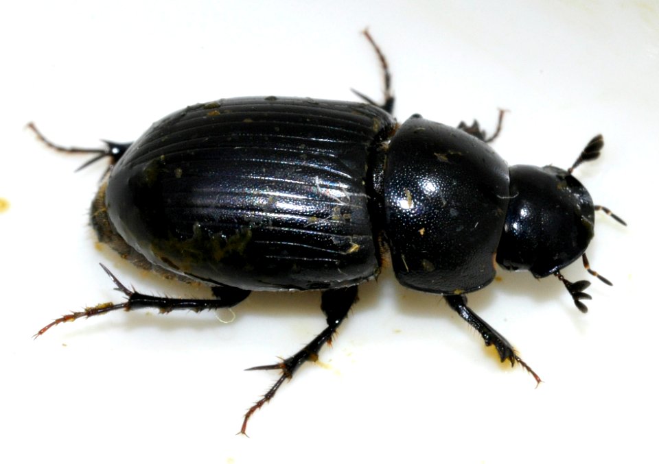 Acrossus-depressus-11-fws