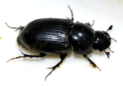 Acrossus-depressus-11-fws