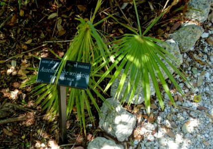 Acoelorrhaphe wrightii - Marie Selby Botanical Gardens - Sarasota, Florida - DSC01584