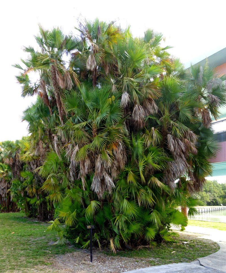 Acoelorrhaphe wrightii - Everglades National Park - DSC09325