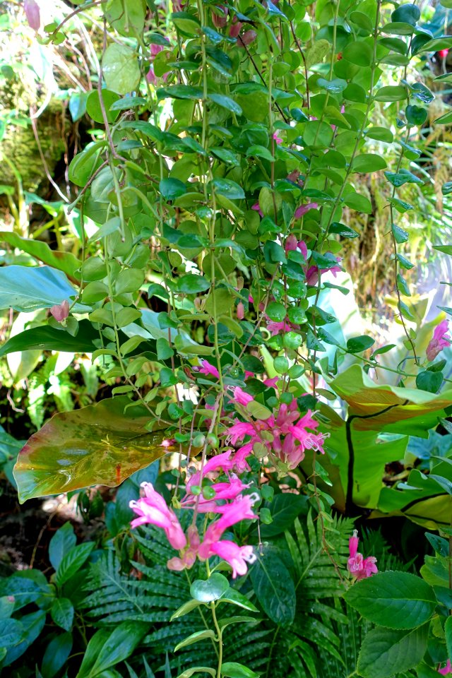 Aeschynanthus 'Thai Pink' - Marie Selby Botanical Gardens - Sarasota, Florida - DSC00948