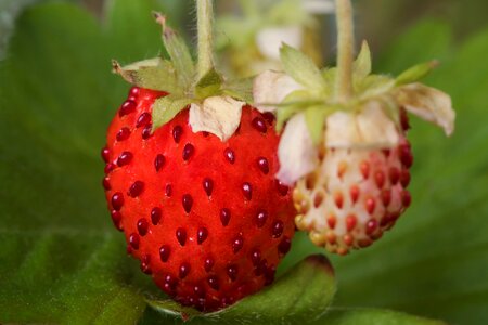 Fruits wild strawberries strawberries