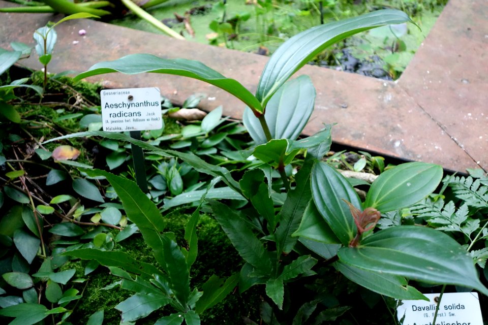 Aeschynanthus radicans - Botanischer Garten, Dresden, Germany - DSC08615