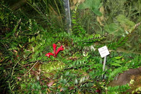 Aeschynanthus pulcher (Aeschynanthus lobbianus) - Botanischer Garten, Dresden, Germany - DSC08622