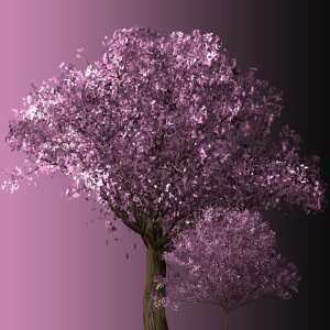 Blossom pink cherry