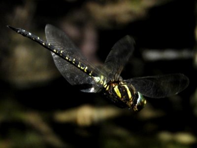 Aeshna juncea juncea(Male,Japan,2017.09.30)