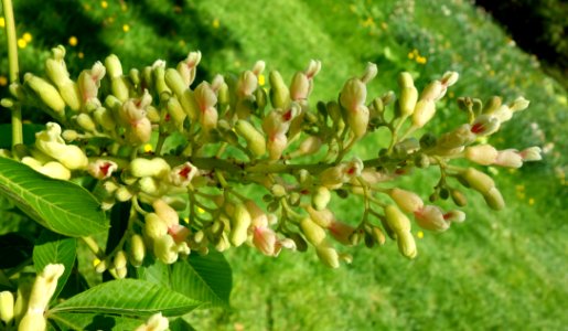 Aesculus flava - Morris Arboretum - DSC00479