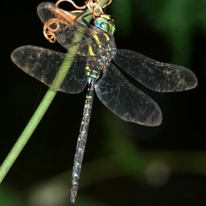 Aeshna juncea(Male,Japan,2018.09.25)