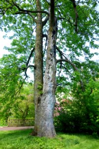 Aesculus flava - Morris Arboretum - DSC00478