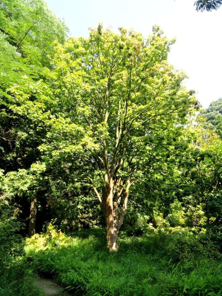 Aesculus glabra - Botanischer Garten, Frankfurt am Main - DSC03282