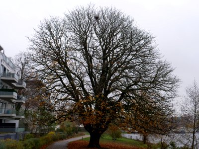 Aesculus next to Havel at Zum alten Strandbad on 2019-11-21 04