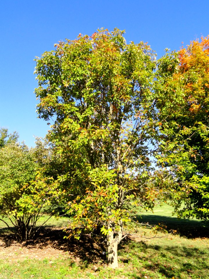 Aesculus glabra - University of Kentucky Arboretum - DSC09366