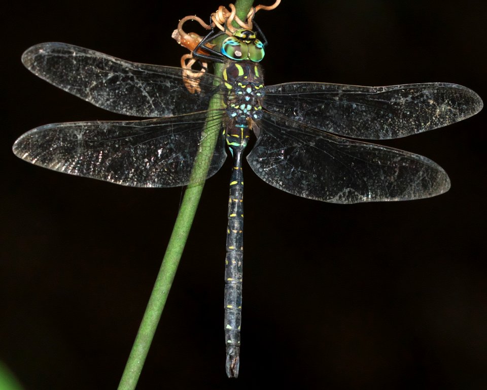 Aeshna juncea(Male,Japan,2018.09.25,b)