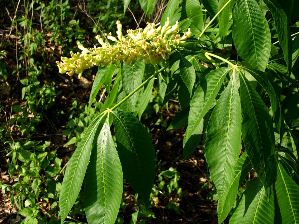 Aesculus flava, 2015-05-08, Allegheny Cemetery, 02
