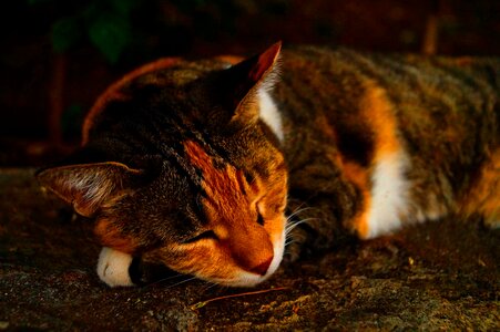 Cat spring sleep photo