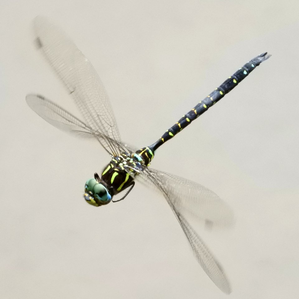 Aeshna juncea juncea (male, Japan, 2017.09.15)