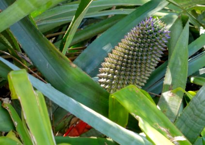 Aechmea sphaerocephala - Marie Selby Botanical Gardens - Sarasota, Florida - DSC01353