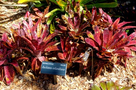 Aechmea orlandiana - Marie Selby Botanical Gardens - Sarasota, Florida - DSC01718