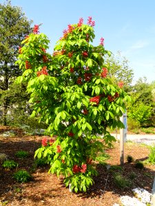 Aesculus pavia - United States Botanic Garden - DSC09462