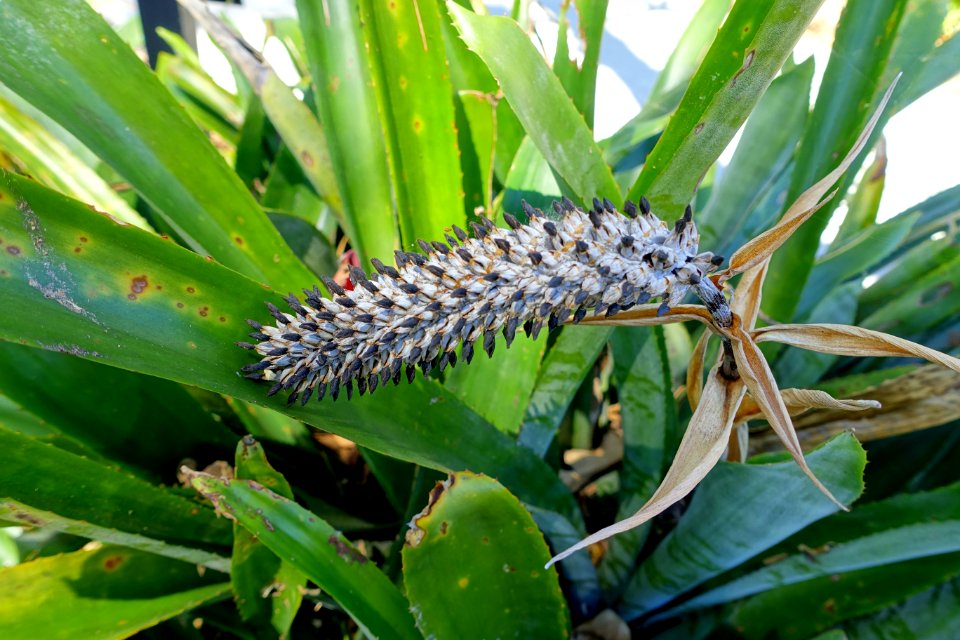 Aechmea maculata - Marie Selby Botanical Gardens - Sarasota, Florida - DSC01696