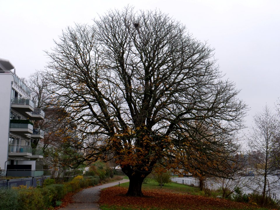 Aesculus next to Havel at Zum alten Strandbad on 2019-11-21 03